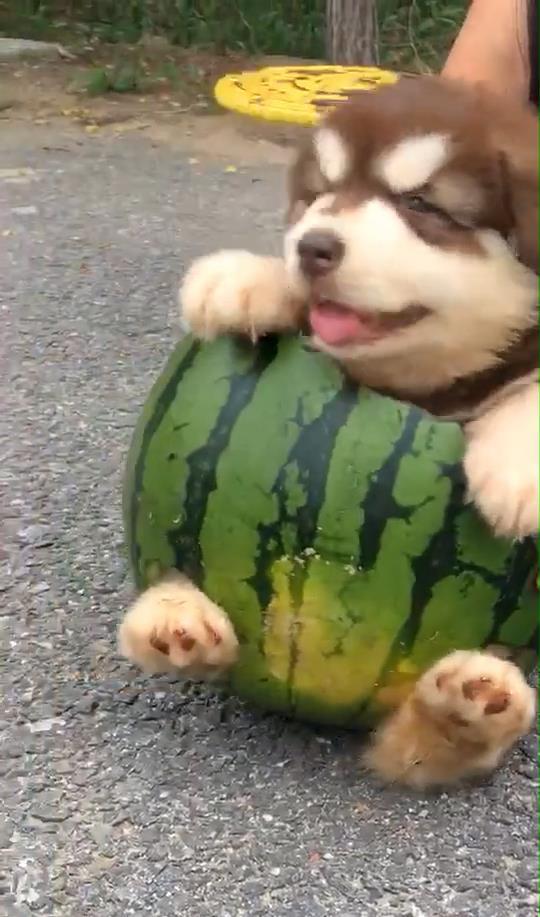 主人为狗吃瓜视频,萌宠版“瓜王争霸”