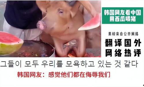 韩国人吃瓜的视频,揭秘韩国人“吃瓜”文化背后的趣味瞬间