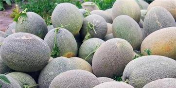 去新疆吃哈密瓜视频大全,视频大全带你领略甜蜜诱惑