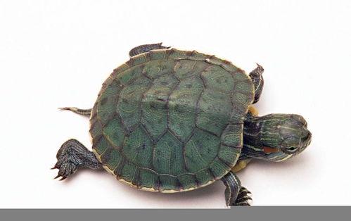 大瓜吃老鳖视频大全,趣味视频盛宴大盘点